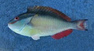 Image result for Sparisoma aurofrenatum