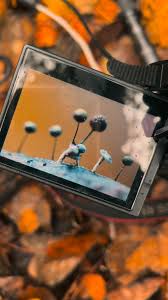 Attēlu rezultāti vaicājumam “Comatricha alta spores”