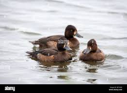 Attēlu rezultāti vaicājumam “Aythya fuligula”