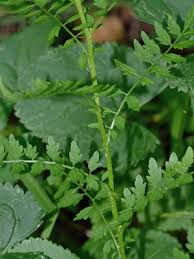 Attēlu rezultāti vaicājumam “Cardamine impatiens”