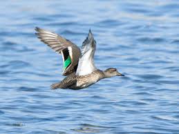 Attēlu rezultāti vaicājumam “Anas crecca”