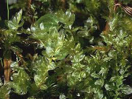 Attēlu rezultāti vaicājumam “Plagiomnium ellipticum”