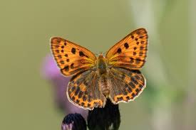 Attēlu rezultāti vaicājumam “Lycaena virgaureae”