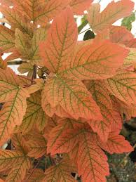 Attēlu rezultāti vaicājumam “Acer pseudoplatanus fo. purpurascens flower”