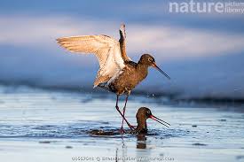 Image result for Tringa erythropus