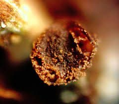 Attēlu rezultāti vaicājumam “Licea minima”