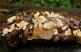 Attēlu rezultāti vaicājumam “Junghuhnia nitida”