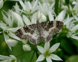 Attēlu rezultāti vaicājumam “Epirrhoe”