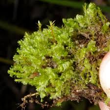 Attēlu rezultāti vaicājumam “Leiocolea heterocolpos”