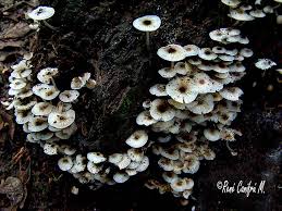 Attēlu rezultāti vaicājumam “Collybia cirrhata”