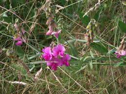 Attēlu rezultāti vaicājumam “Lathyrus latifolius fruit”