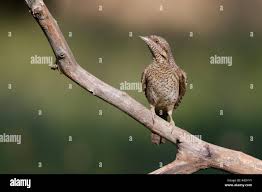 Image result for Jynx torquilla