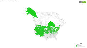 Attēlu rezultāti vaicājumam “Bromopsis inermis fruit”