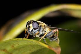 Attēlu rezultāti vaicājumam “Helophilus sp.”