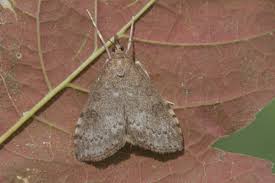 Attēlu rezultāti vaicājumam “Udea prunalis”