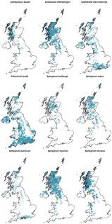 Attēlu rezultāti vaicājumam “Cephalozia loitlesbergeri”