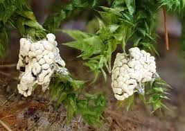 Attēlu rezultāti vaicājumam “Physarum conglomeratum”