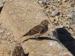 Image result for Calcarius lapponicus