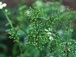 Attēlu rezultāti vaicājumam “Berula erecta leaf”