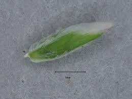 Attēlu rezultāti vaicājumam “Poa remota leaf”