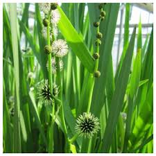 Attēlu rezultāti vaicājumam “Sparganium minimum”