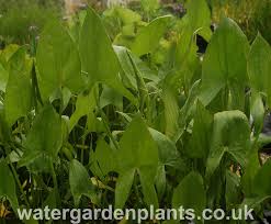 Attēlu rezultāti vaicājumam “Sagittaria sagittifolia leaf”