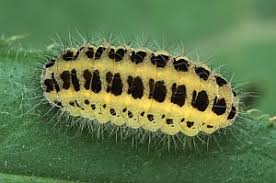 Attēlu rezultāti vaicājumam “Zygaena filipendulae exuvia”