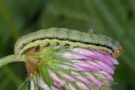 Attēlu rezultāti vaicājumam “Orthosia gracilis”