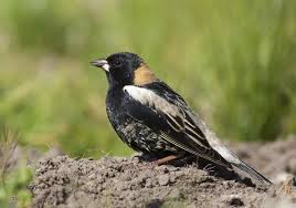 Image result for Dolichonyx oryzivorus