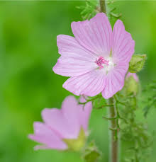 Attēlu rezultāti vaicājumam “Malva moschata”