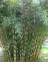 http://offtheurbangrid.com/wp-content/uploads/2009/02/how-to-grow-bamboo.jpg