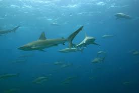 Image result for Carcharhinus galapagensis