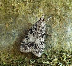 Attēlu rezultāti vaicājumam “Eudonia lacustrata”