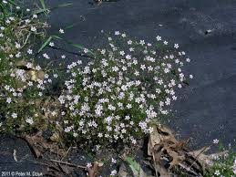 Attēlu rezultāti vaicājumam “Gypsophila muralis fruit”
