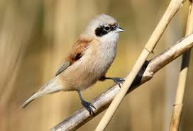 Attēlu rezultāti vaicājumam “Remiz pendulinus adult”