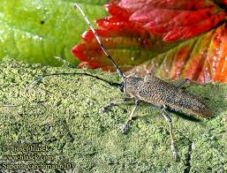 Attēlu rezultāti vaicājumam “Saperda carcharias”