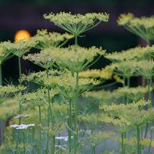 Attēlu rezultāti vaicājumam “Anethum graveolens flower”