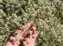 Attēlu rezultāti vaicājumam “Lepidium latifolium”