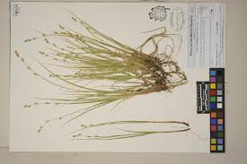 Attēlu rezultāti vaicājumam “Carex chordorhiza”