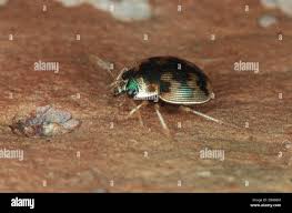 Attēlu rezultāti vaicājumam “Omophron limbatum”