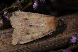 Attēlu rezultāti vaicājumam “Enargia paleacea”