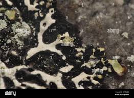 Attēlu rezultāti vaicājumam “Menegazzia terebrata”