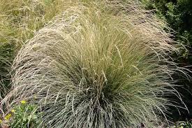 Attēlu rezultāti vaicājumam “Festuca psammophila”