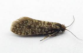 Attēlu rezultāti vaicājumam “Psychidae”