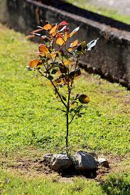 Attēlu rezultāti vaicājumam “Rosa glauca leaf”
