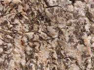 Attēlu rezultāti vaicājumam “Arthonia vinosa”