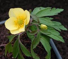 Attēlu rezultāti vaicājumam “Anemone x lipsiensis leaf”