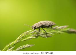 Attēlu rezultāti vaicājumam “Agrypnus murinus”