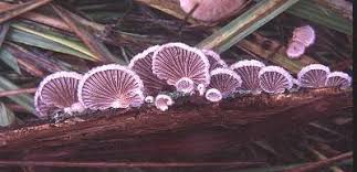 Attēlu rezultāti vaicājumam “Schizophyllum commune”