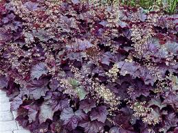 Image result for HEUCHERA americana 'Palace Purple Auslese'